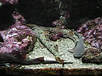 Requin-chabot ocelle et Requin non determine (Brest, Oceanopolis) (1).jpg